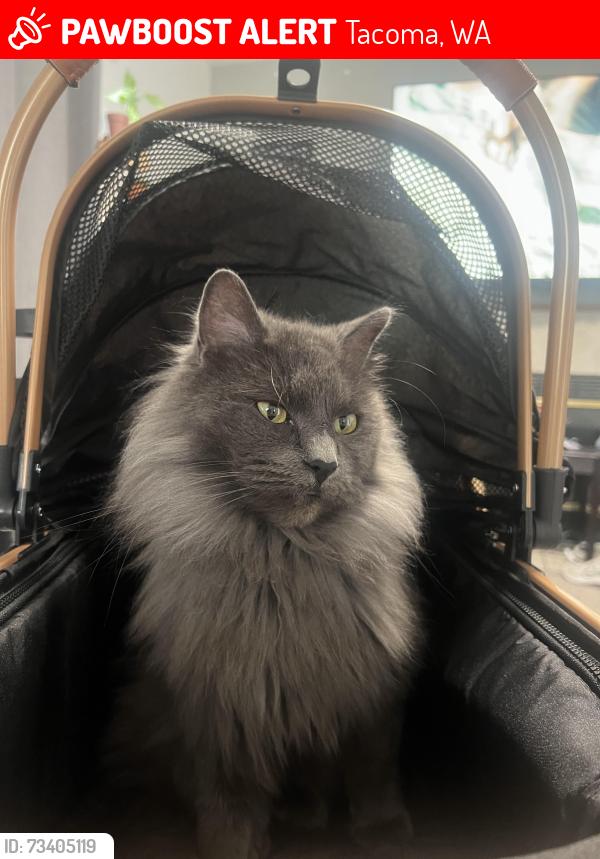 Lost Male Cat last seen roosevelt ave, Tacoma, WA 98404