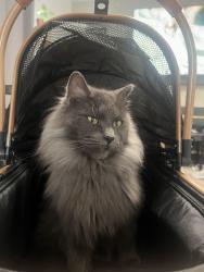 Lost Male Cat last seen roosevelt ave, Tacoma, WA 98404