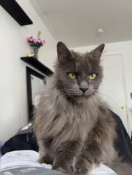 Reunited Male Cat last seen Swan creek park on Roosevelt avenue, Tacoma, WA 98404