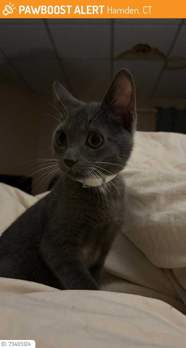 Found/Stray Male Cat last seen ridge road, Hamden, CT 06517