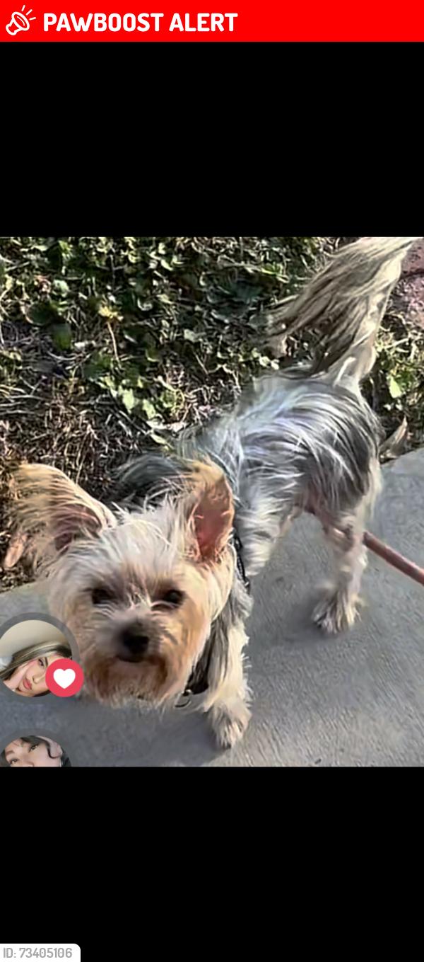 Lost Female Dog last seen Heil and goldenwest, Huntington Beach, CA 92647