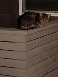 Found/Stray Unknown Cat last seen Embark apmt, Fremont, CA 94538
