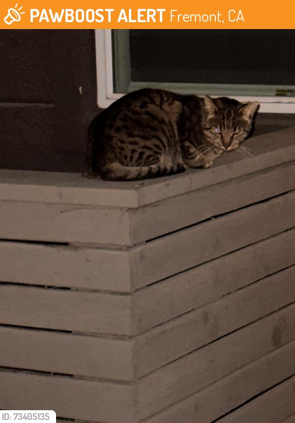 Found/Stray Unknown Cat last seen Embark apmt, Fremont, CA 94538