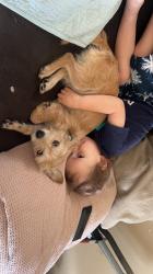 Lost Female Dog last seen Near w silver hill lane Lecanto fl 34461, Lecanto, FL 34461