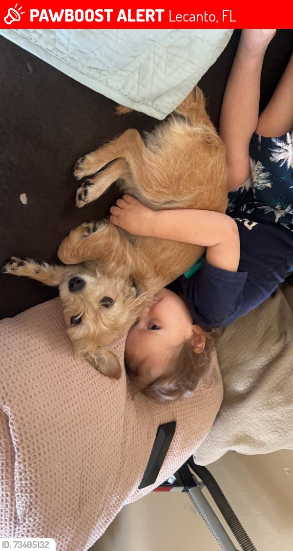 Lost Female Dog last seen Near w silver hill lane Lecanto fl 34461, Lecanto, FL 34461