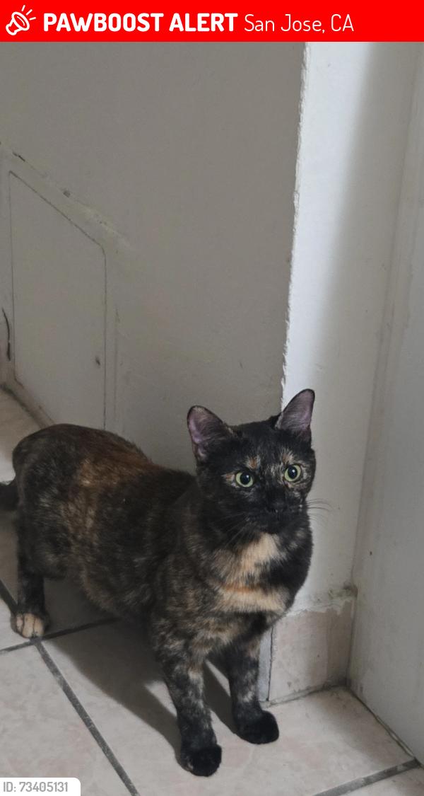 Lost Female Cat last seen 98Birchl, pleasant Ridge Ave, San Jose, CA 95127