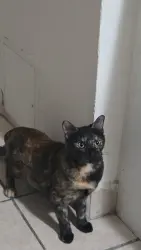 Lost Female Cat last seen 98Birchl, pleasant Ridge Ave, San Jose, CA 95127