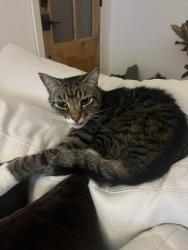Lost Male Cat last seen Shady Hollow, Austin, TX 78748