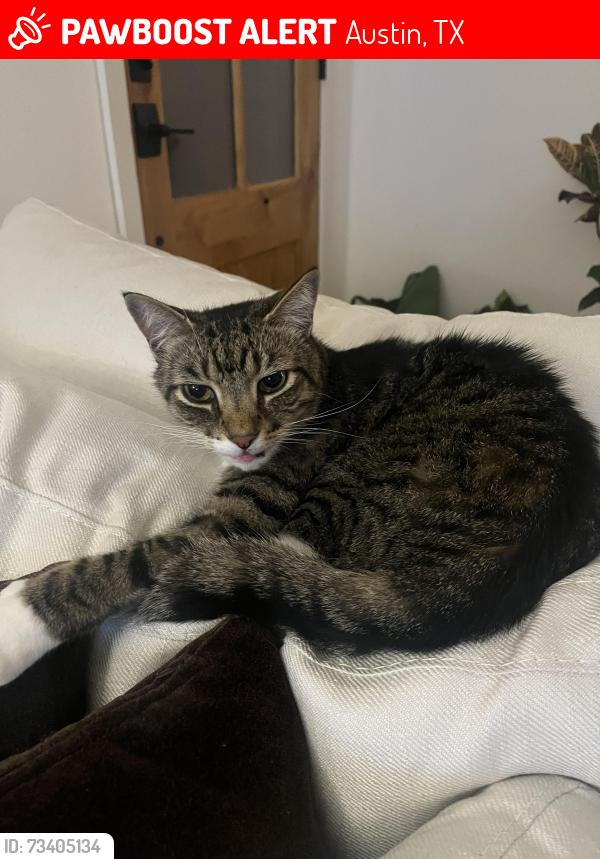 Lost Male Cat last seen Shady Hollow, Austin, TX 78748