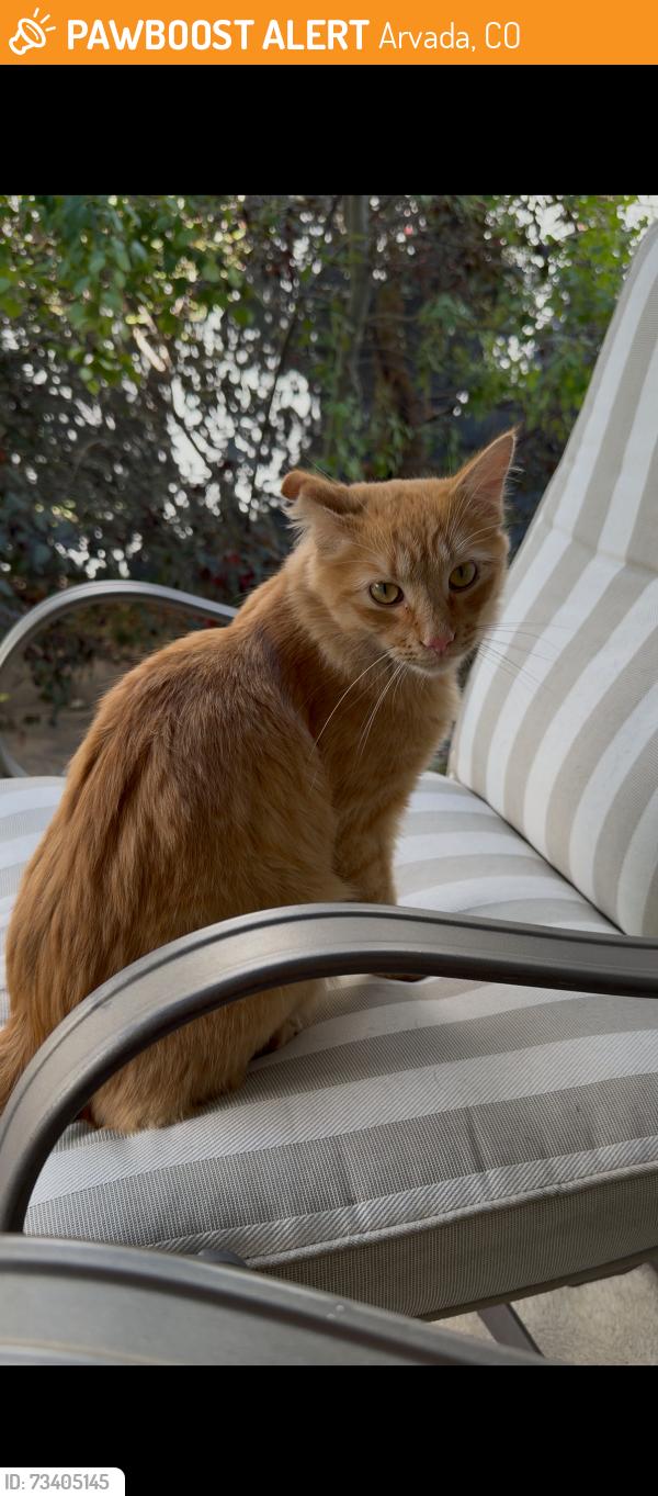 Found/Stray Unknown Cat last seen W 88th Ave and N Garrison ST, Arvada, CO 80005