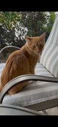 Found/Stray Unknown Cat last seen W 88th Ave and N Garrison ST, Arvada, CO 80005
