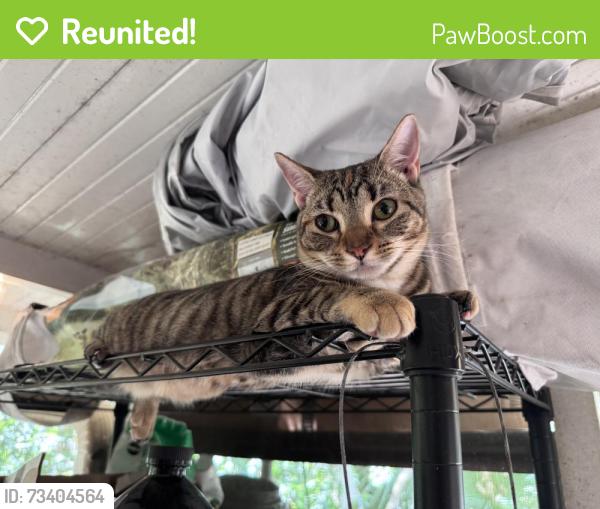 Reunited Female Cat last seen Wildwood neighborhood, Winter Springs, FL 32708