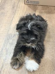 Lost Male Dog last seen Langford and ORR Street, College Station, TX 77840