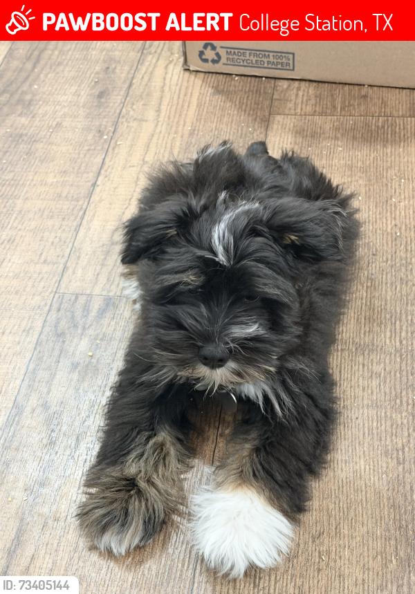 Lost Male Dog last seen Langford and ORR Street, College Station, TX 77840