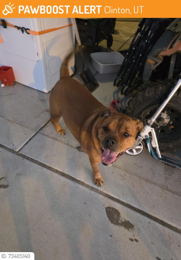 Found/Stray Male Dog last seen Near w. 2650 n Clinton utah, Clinton, UT 84015