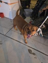 Found/Stray Male Dog last seen Near w. 2650 n Clinton utah, Clinton, UT 84015
