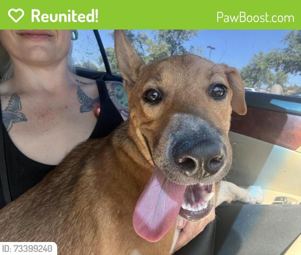 Reunited Male Dog last seen Near Ave and Olive, Glendale, AZ 85302