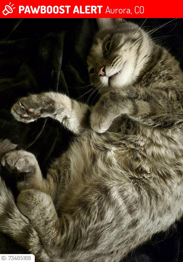 Lost Male Cat last seen E 1st st., Aurora, CO 80010