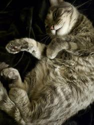 Lost Male Cat last seen E 1st st., Aurora, CO 80010