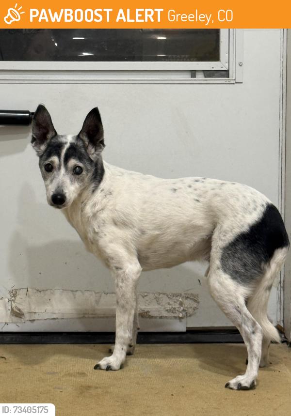 Found/Stray Male Dog last seen 27th Street, Greeley, CO 80631