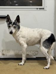 Found/Stray Male Dog last seen 27th Street, Greeley, CO 80631