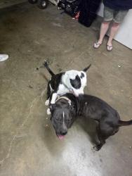 Found/Stray Unknown Dog last seen Adirondack Trail and Bell St, Amarillo, TX 79106