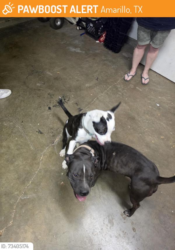 Found/Stray Unknown Dog last seen Adirondack Trail and Bell St, Amarillo, TX 79106