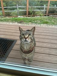Found/Stray Unknown Cat last seen Fuchsia Dr at Kodiak Ln, Bellingham, WA, Bellingham, WA 98226