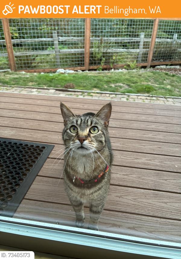 Found/Stray Unknown Cat last seen Fuchsia Dr at Kodiak Ln, Bellingham, WA, Bellingham, WA 98226