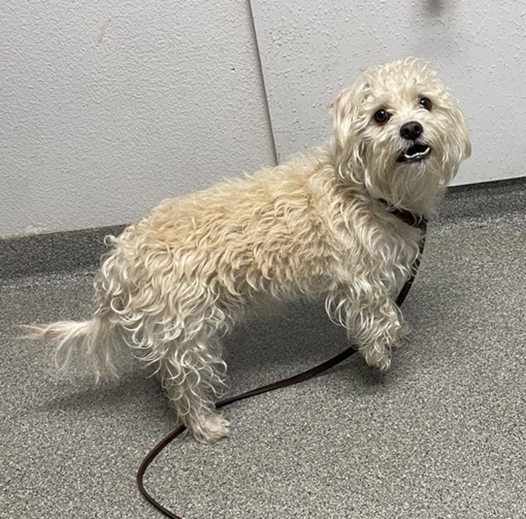 Shelter Stray Male Dog last seen Escondido, CA, 92025, Escondido, CA 92027, USA
