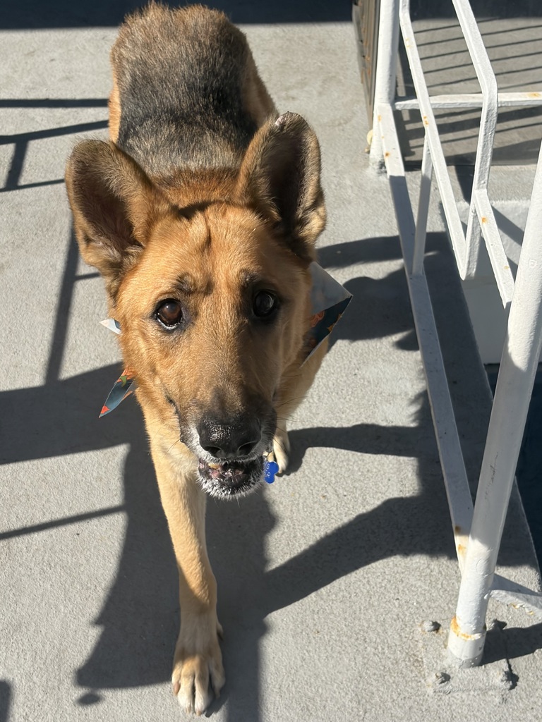 Shelter Stray Male Dog last seen Near Harlan Circle, San Diego, CA, 92114, 5500 Gaines St, San Diego, CA 92110, USA