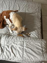 Reunited Female Dog last seen Chase, Los Angeles, CA 91402