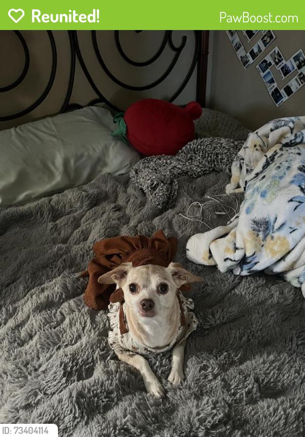 Reunited Female Dog last seen Pacoima, Los Angeles, CA, USA, Los Angeles, CA 91331