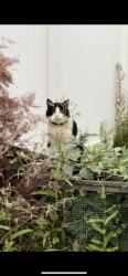 Found/Stray Unknown Cat last seen Elm ave saddle brook, Saddle Brook, NJ 07663