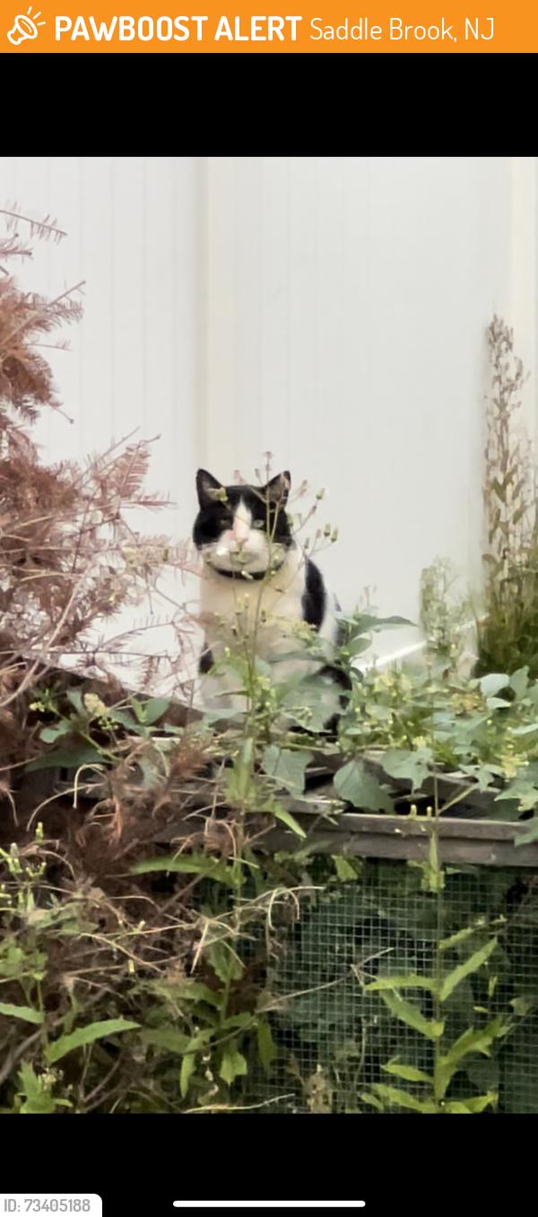 Found/Stray Unknown Cat last seen Elm ave saddle brook, Saddle Brook, NJ 07663