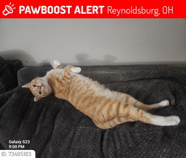 Lost Male Cat last seen Tussing rd, Reynoldsburg, OH 43068