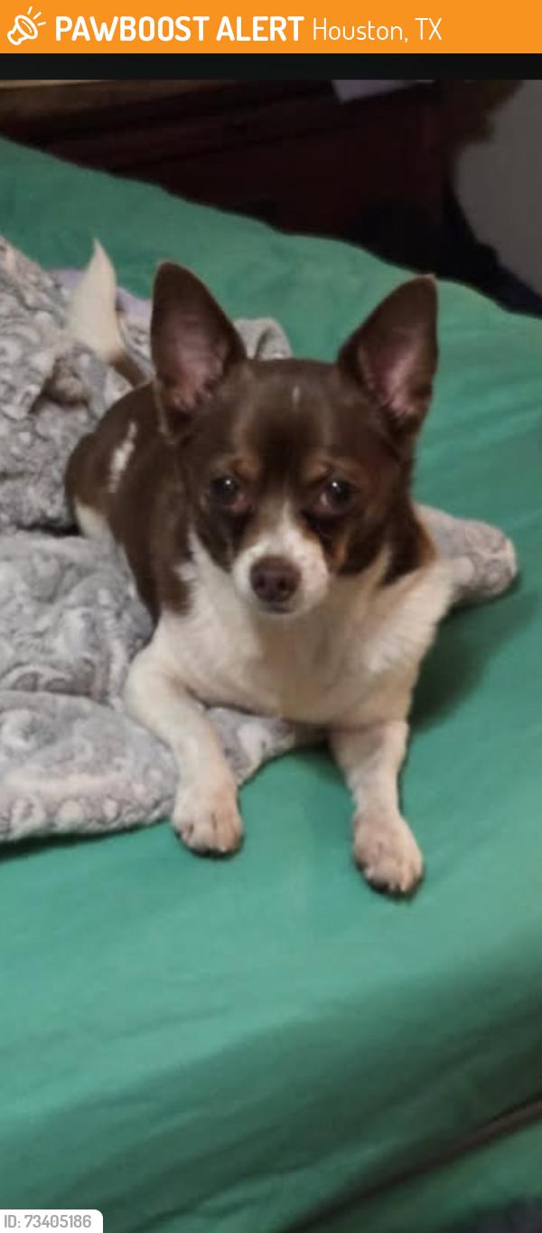 Found/Stray Male Dog last seen On Braiswood between Gessner and hwy 59, Houston, TX 77035