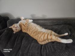 Lost Male Cat last seen Tussing rd, Reynoldsburg, OH 43068