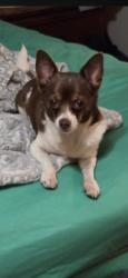 Found/Stray Male Dog last seen On Braiswood between Gessner and hwy 59, Houston, TX 77035