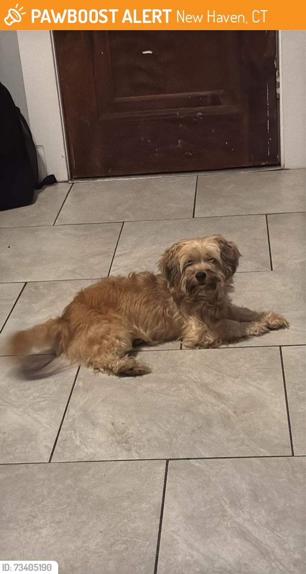Found/Stray Unknown Dog last seen Mcdonalds keyfoods, New Haven, CT 06513