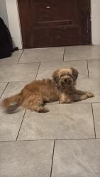 Found/Stray Unknown Dog last seen Mcdonalds keyfoods, New Haven, CT 06513