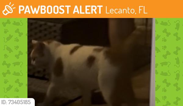 Found/Stray Unknown Cat last seen Brentwood community, Lecanto, FL 34461