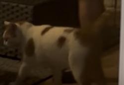 Found/Stray Unknown Cat last seen Brentwood community, Lecanto, FL 34461