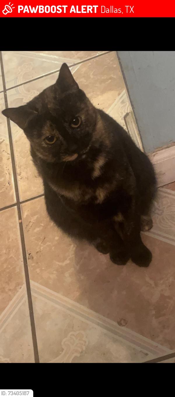 Lost Female Cat last seen Cadenza lane and Freeland Way, Dallas, TX 75228