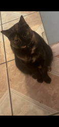 Lost Female Cat last seen Cadenza lane and Freeland Way, Dallas, TX 75228