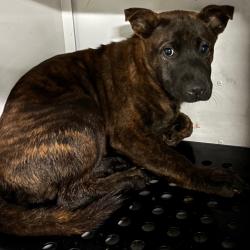 Shelter Stray Female Dog last seen , 2350 Appling City Cove, Memphis, TN 38133, USA