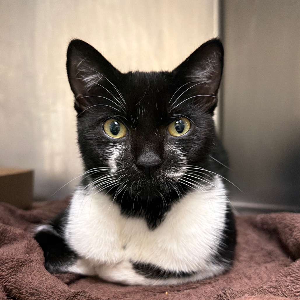 Shelter Stray Male Cat last seen , Animal Care & Control Team of Philly, 111 W Hunting Park Ave, Philadelphia, PA 19140, USA