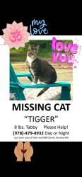 Lost Female Cat last seen Governers ACADEMY Newbury, Newbury, MA 01922