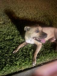 Found/Stray Male Dog last seen Woodside & Kensington?, Carrollton, TX 75007