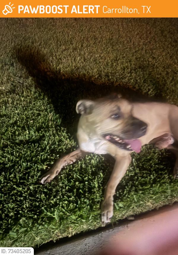Found/Stray Male Dog last seen Woodside & Kensington?, Carrollton, TX 75007